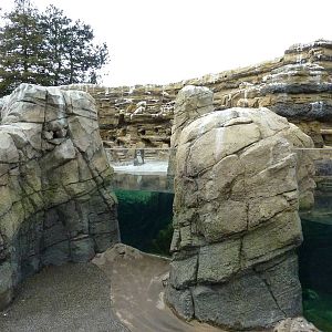 Humboldt Penguin Exhibit