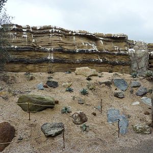Humboldt Penguin Exhibit