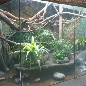 Ocelot Exhibit
