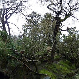 Red Ruffed Lemur Exhibit