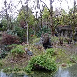 Red-Flanked Duiker Exhibit
