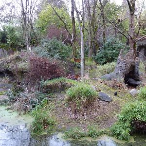 Red-Flanked Duiker Exhibit