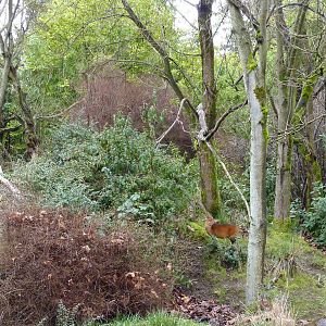 Red-Flanked Duiker Exhibit