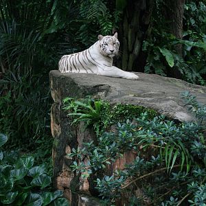 White Tiger