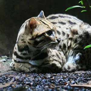Leopard Cat