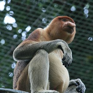 Proboscis monkey male