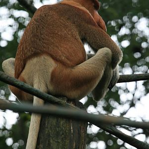 Proboscis monkey male