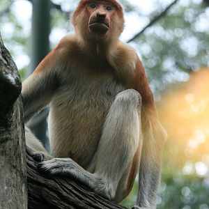 Proboscis monkey female