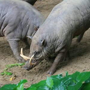 Babirusas fighting