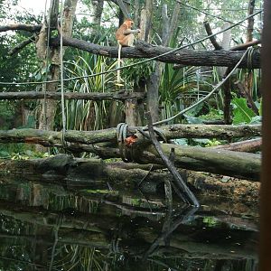 Proboscis monkey enclosure
