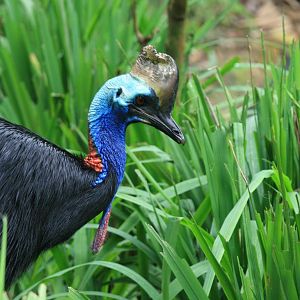 Southern cassowary