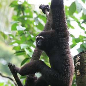 Agile gibbon