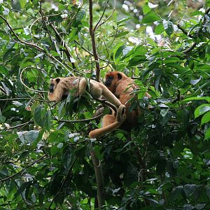 Black howler monkey