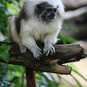 Cotton top tamarin free ranging