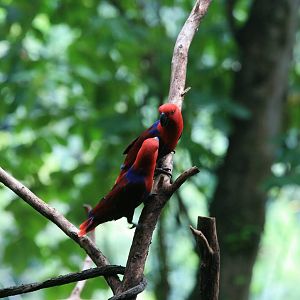 Eclectus parrot females