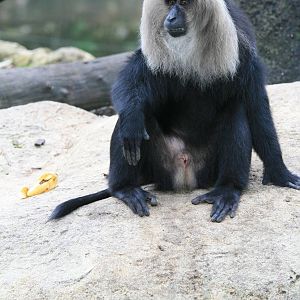 Lion-tailed macaque