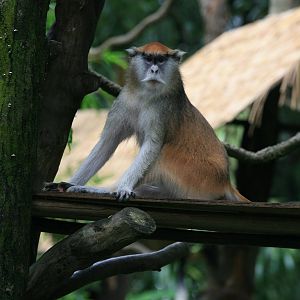 Patas monkey