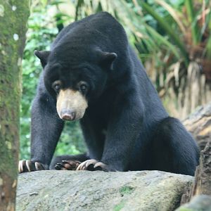 Sun bear