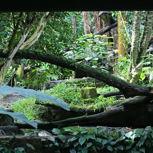 Sun bear enclosure