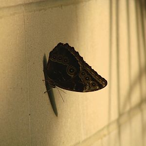 Shadows on a wall - Wings of Paradise