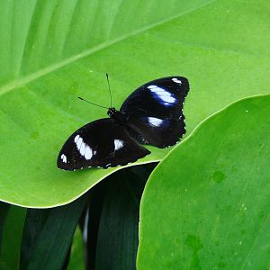 Spotted - Wings of Paradie