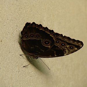 I see you - Wings of Paradise