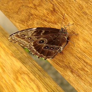 Taking a seat - Wings of Paradise