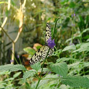 Flying Paper - Wings of Paradise