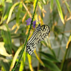 Tea Time - Wings of Paradise