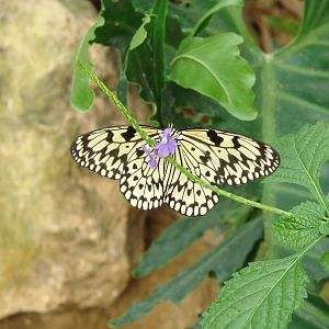 Wings Out - Wings of Paradise