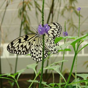 Mmm, nectar - Wings of Paradise