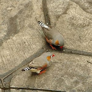 Feathred Friends - Wings of Paradise