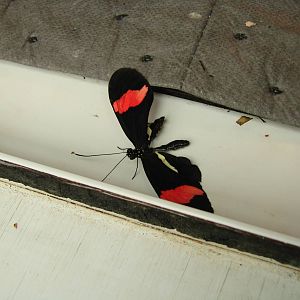 New Wings - Wings of Paradise