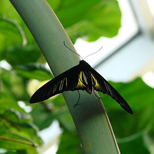 In Black and Gold - Wings of Paradise