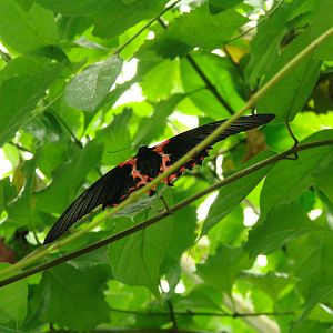 Red and Black - Wings of Paradise