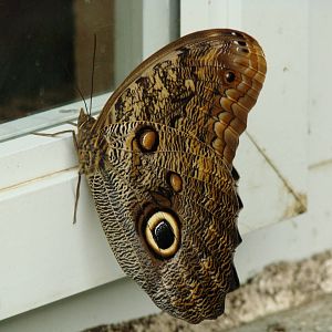 On the outside looking in - Wings of Paradise