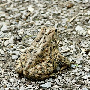 American Toad