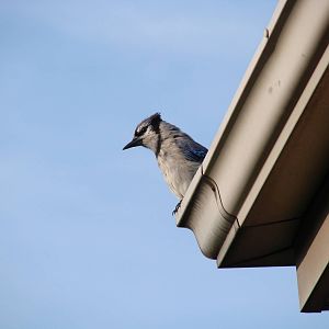 Blue Jay