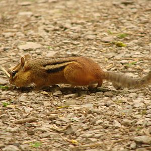 Chipmunk