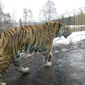 Amur Tiger