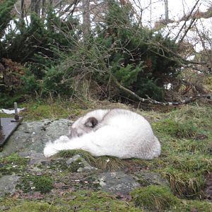 Arctic Fox