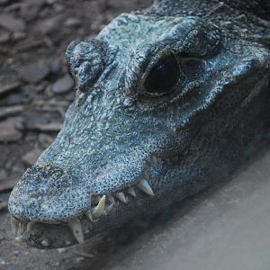 AFRICAN BROAD FRONTED CROCODILE