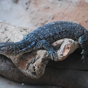 TIMOR OR SPOTTED TREE LIZARD