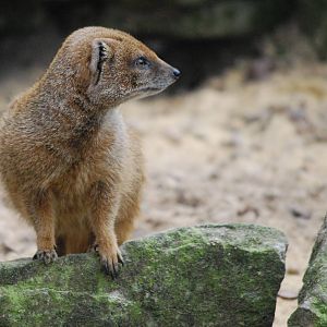 YELLOW MONGOOSE