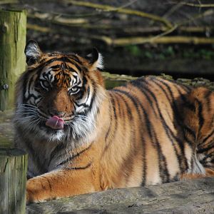 SARAH AGAIN, AGIAN, AGIAN