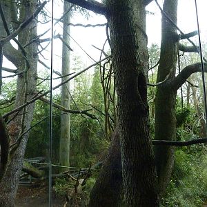 Colobus Monkey Exhibit