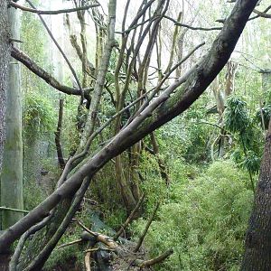 Colobus Monkey Exhibit