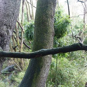 Colobus Monkey Exhibit