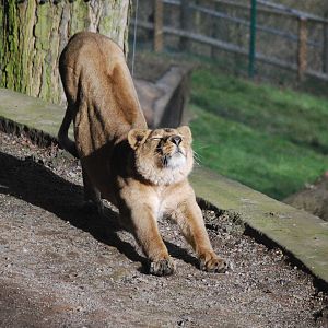 WHO LET THE GIRLS OUT