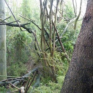 Colobus Monkey Exhibit